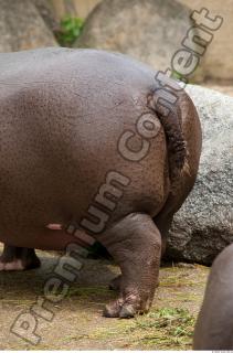 Hippo 0006